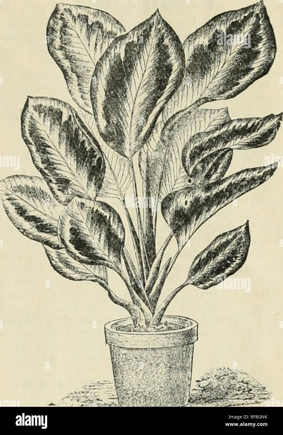 Catalogue Of The Palm And Citrus Nursery Including Tropical And Semi Tropical Fruit Trees Nurseries Horticulture California Santa Barbara Catalogs Tropical Plants Catalogs Fruit Trees Seedlings Catalogs Plants Ornamental Catalogs Mammee Apple