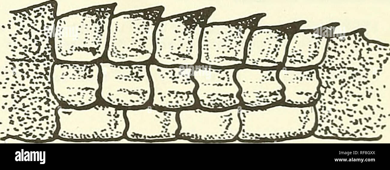 . Catalogue of the neotropical Squamata. Squamata; Reptiles. Clave de especies Dorso no cubierto con escamas finamente granulares 2 Dorso cubierto con escamas finamente granulares racen i s i Tímpano profundamente deprimido dentro del meato auditivo (excepto en el holotipo de tate i); cola fuertemente comprimida en adultos; menos en juveniles 3 Tímpano no deprimido o ligeramente; cola moderadamente com prim i da A Cuerpo con varias hileras longitudinales de tubérculos; escamas temporales guilladas, quillas longitudinales y paralelas; area frontonasal y frontal frecuentemente con escamas regula Stock Photo