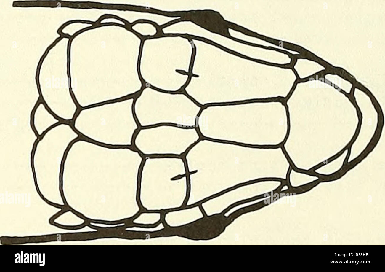 . Catalogue of the neotropical Squamata. Squamata; Reptiles. Fig. 4. Gymnophthalmus. with prefrontals. Fig. 5' M icrablepharus. with frontopar i etals. 38.Lower eyelid pigmented, lacl&lt;s transparent disl&lt;- g^ Lower eyelid with transparent disk 45 .Parpado inferior pigmentado, sin disco trans- parente 39 Párpado inferior con disco transparente 45 39.Ventral scales larger than dorsals- Ventral scales notably smaller than dorsals Ar-qal ia 39.Escamas ventrales más grandes que las dorsales- . 4Q Escamas ventrales mucho más chicas que las doi— sales Arqal ia 40.Prefrontals present (Fig. 6) 41  Stock Photo