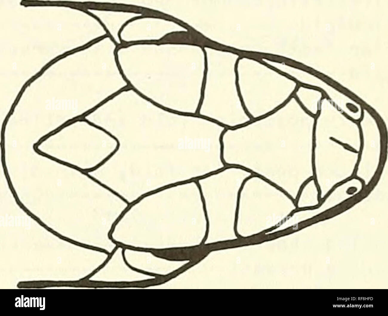 . Catalogue of the neotropical Squamata. Squamata; Reptiles. Fig. 2. Eumeces. with one pair of scales between rostral and first unpaired plate. 20.Temporal area between eye and ear opening covered with enlarged, well-differentiated scales Eumeces Temporal area covered with scales similar in appearance to body scales Mabuya 21.Eyelid fixed, transparent, covering eye Ablepharus Eyelid movable, not fixed in place over eye Le iolop isma 22,Anterior nasal scales in contact between ros- tral and frontonasal 23 Anterior nasal scales separated by rostral and frontonasal 33 23. L imbs present, normal 2 Stock Photo
