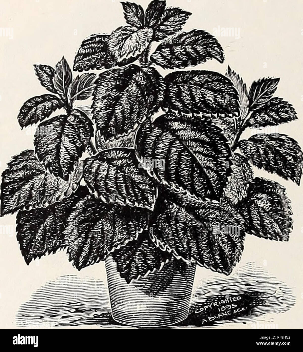 . Catalogue of novelties and specialites : plants bulbs fruits. Nursery stock, Pennsylvania, Philadelphia, Catalogs; Plants, Ornamental, Catalogs; Flowers, Catalogs; Fruit, Catalogs; Nursery stock; Plants, Ornamental; Flowers; Fruit. GYNURA AURANTIACA—THE VELVET PLANT. A Rival to the Strobilanthes—Far more beautiful in Color. As Strobilanthes proved one of the very finest bedding and ornamental plants made popidar by us—a sale of over 5,coo last season fully attesting this—so will this, a still handsomer plant, take a place, not only in every choice garden, but also among the rarest and most b Stock Photo