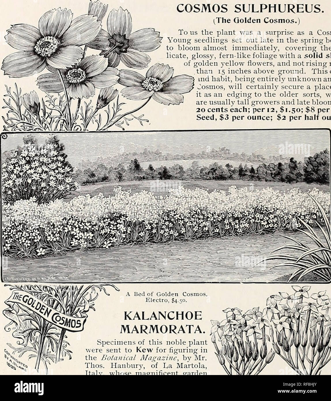 . Catalogue of novelties and specialites : plants bulbs fruits. Nursery stock, Pennsylvania, Philadelphia, Catalogs; Plants, Ornamental, Catalogs; Flowers, Catalogs; Fruit, Catalogs; Nursery stock; Plants, Ornamental; Flowers; Fruit. COSMOS SULPHUREUS. ^The Golden Cosmos. i=7 To us the plant was a surprise as a Cosmos. 7 Young seedlings set out late in the spring began -•• y to bloom almost immediately, covering the de- licate, glossy, fern-like foliage with a solid sheet ^ -- of golden yellow flowers, and not rising more / . pj .than 15 inches above ground. This color jga^pT^3^ ind habit,  Stock Photo