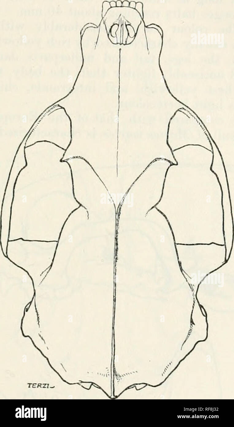 . Catalogue of the mammals of western Europe (Europe exclusive of Russia) in the collection of the British Museum. MARTES 357 concave on outer side, irregularly convex on inner side, the rec^ion ot greatest width behind middle ; upper carnassial with inner projection robust, its diameter in line of tooth-row nearly or quite equal to greatest width of trenchant portion of tooth behind middle of crown ; upper molar large, its greatest diameter about equal to outer length of carnassial, the metacone more than half as large as paracone, the outer border of the crown usually notched; general colour Stock Photo