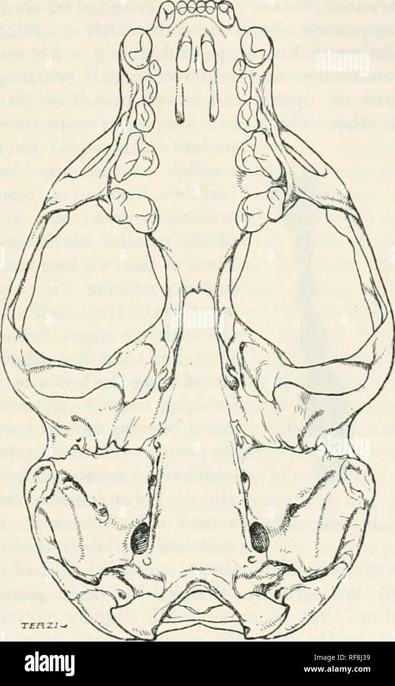 . Catalogue of the mammals of western Europe (Europe exclusive of ...