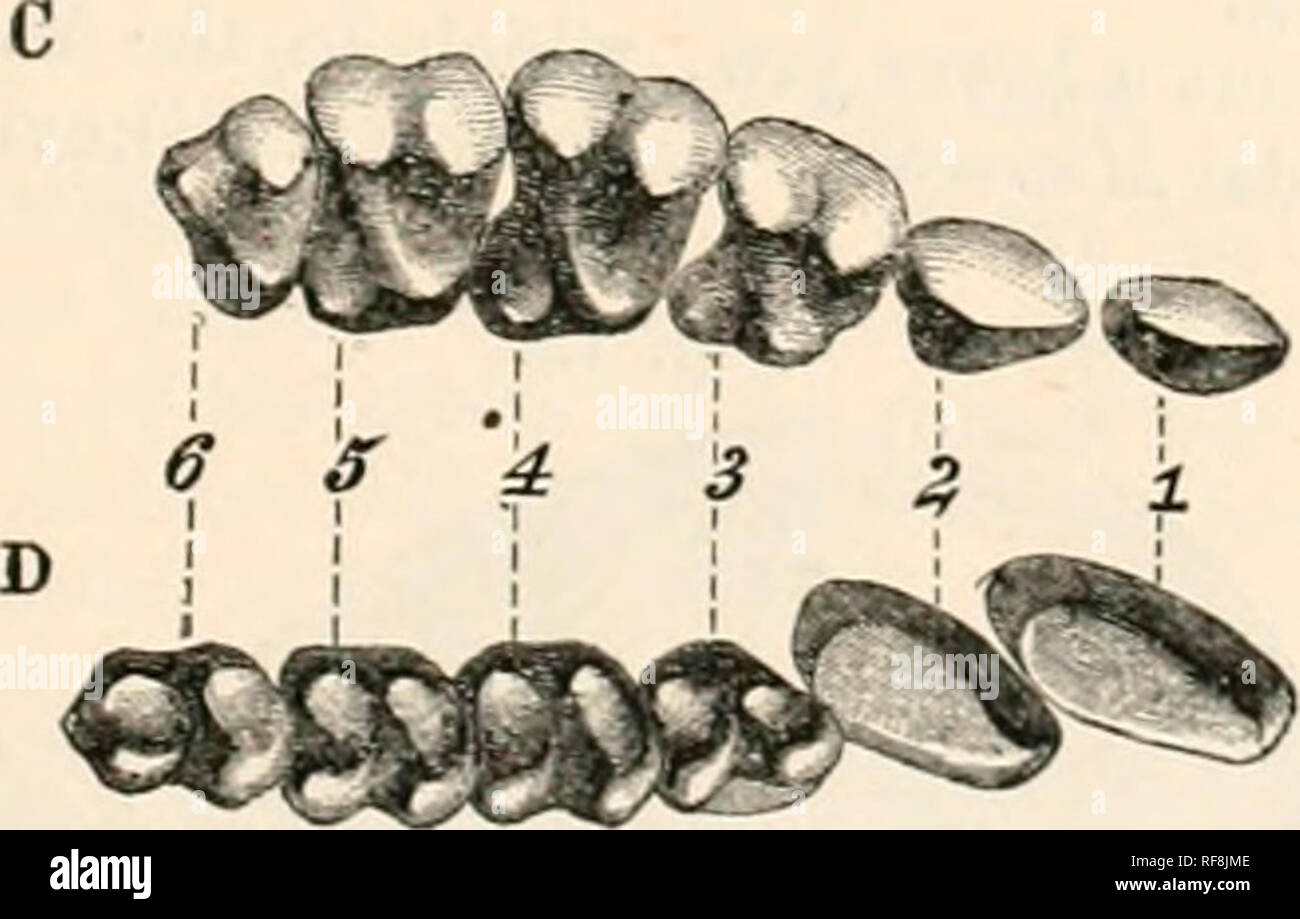 . Catalogue of monkeys, lemurs, and fruit-eating bats in the ... Museum. •obd^jdo^^ xs.. XJ. Galago ncniiariensis. (Ilitxloy.) riie following species have not come under my observation : 1. Galar/o coyisjncHlatus, I. Geoff. Cat. p. 81. Ears acute, tri- angular, acute at the tip ; fur above Mack-brown, beneath grey ; tail elongate. Jfal.. Port Natal; South Africa ; Guinea. 2. OtoUcyuis j)eli Temni. Esquiss. Zool. p. 42: ilus. Leyden. 3. OtoJiciiKs sfueffalcnsis, Teters, Mossamb. ii. t. 4. f. 11-13. //«/,. Mozambique.. Please note that these images are extracted from scanned page images that may Stock Photo