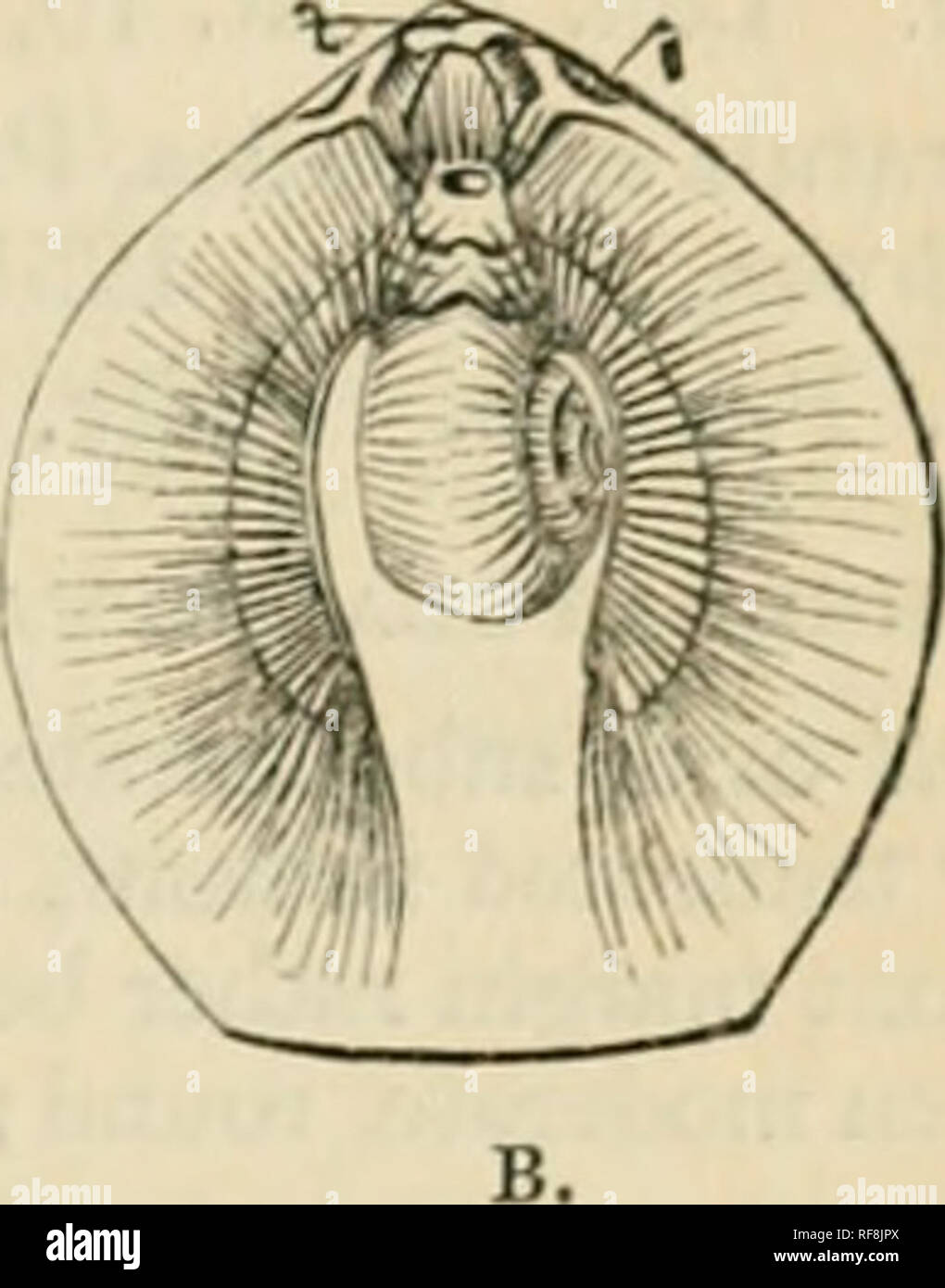 . Catalogue of the Mollusca in the collection of the British Museum