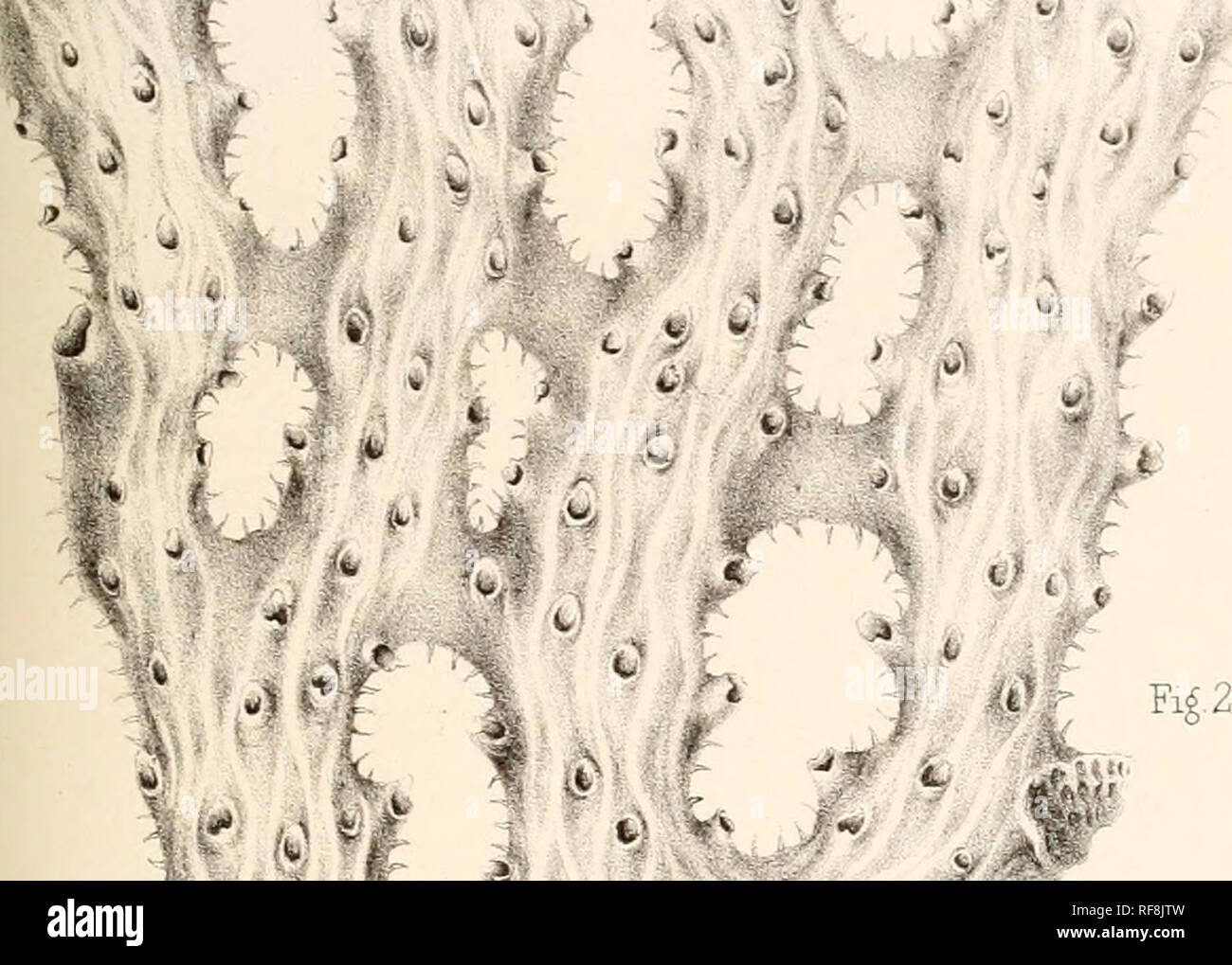 Catalogue Of Marine Polyzoa In The British Museum If X A H Sk E Fig R 3 A Air 4 4 Quot Quot F Ssa T Lodjhch Crb Eudiiat El Brett Itl Please Note That