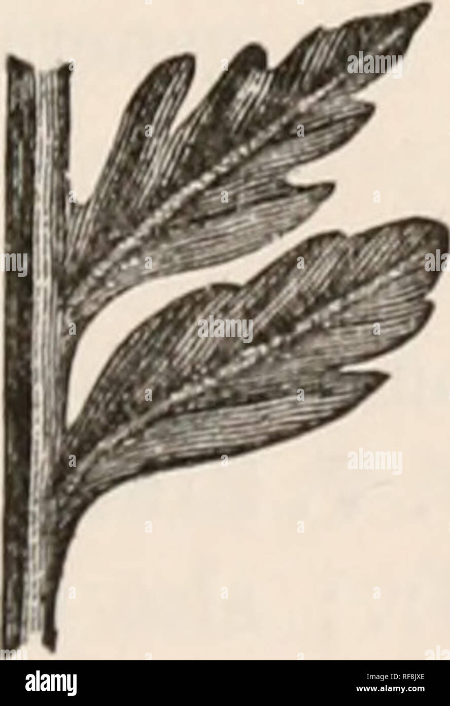 Mesozoic Plants