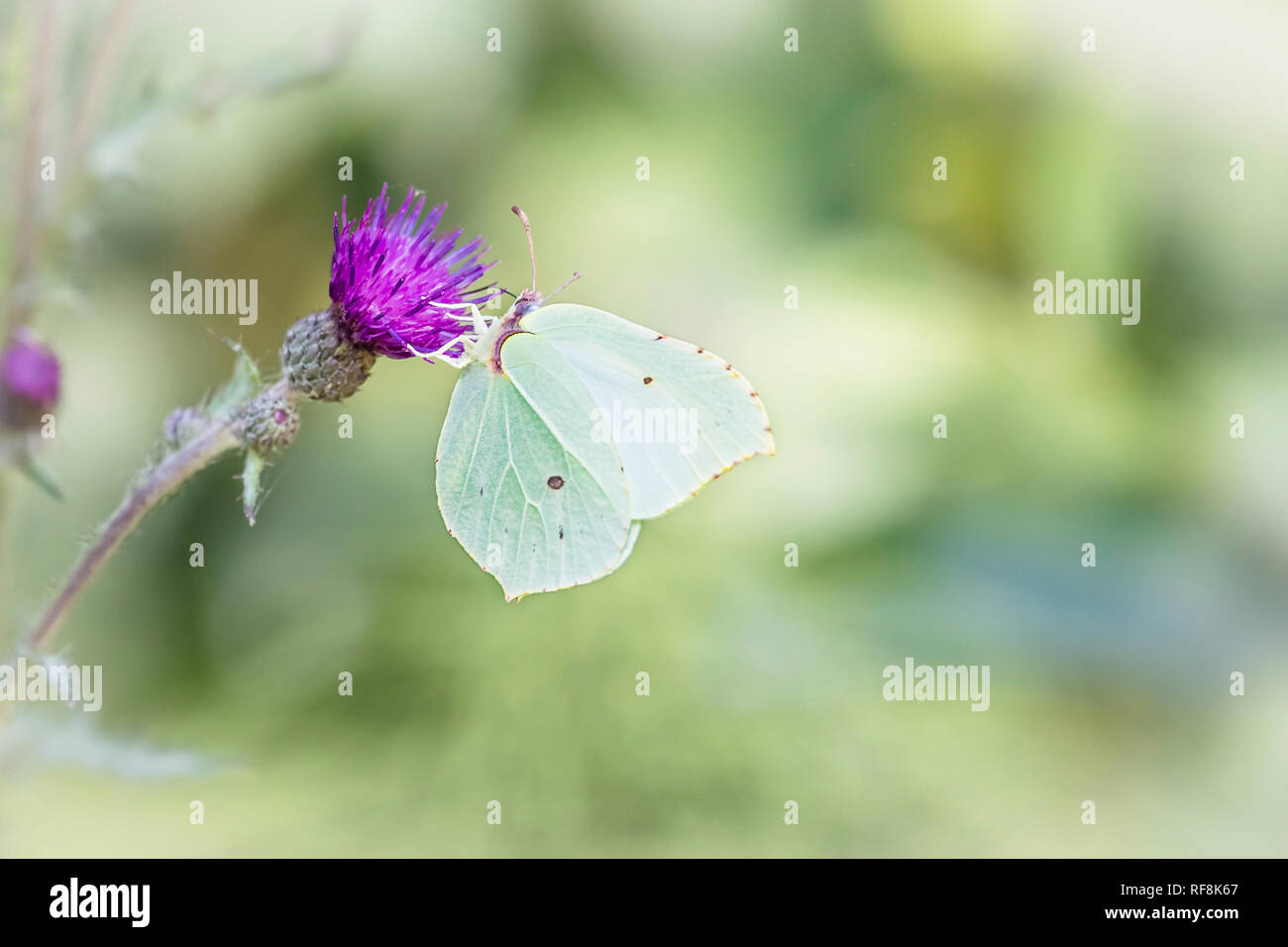 Brimstone butterfly sits on thistle, (Gonepteryx ghamni),, Zitronenfalter sitzt auf Distel Stock Photo