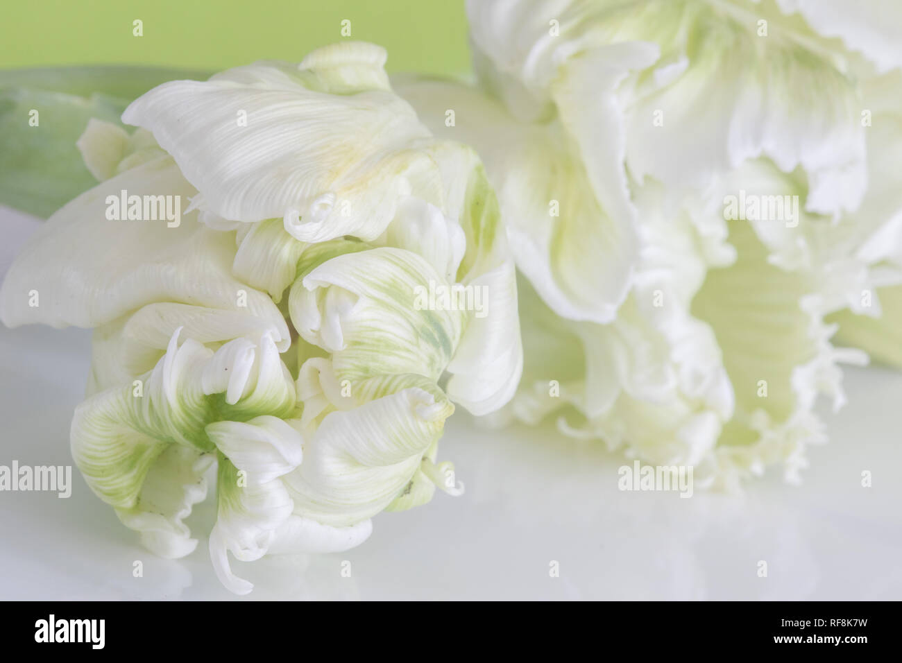Close-up von weißen Blüten Stock Photo