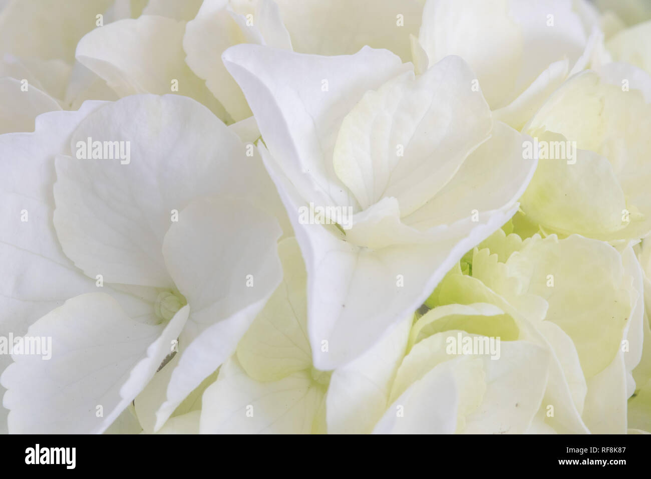 Close-up von weißen Blüten Stock Photo