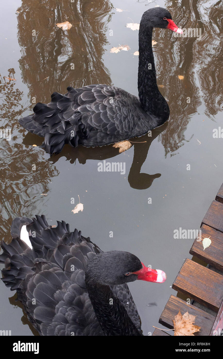 Two black swans swimming on pond Stock Photo