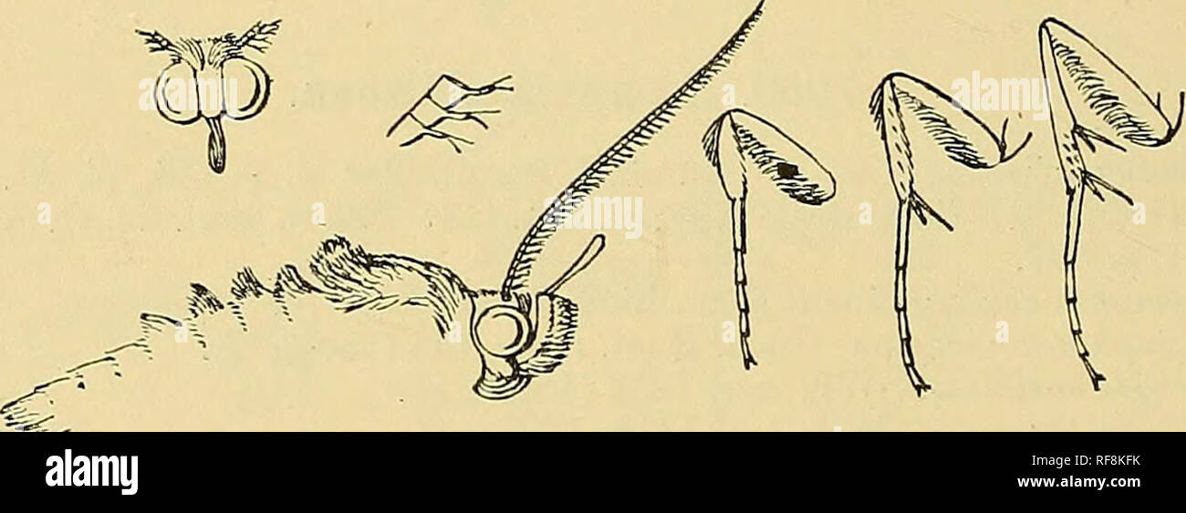 . Catalogue of the Lepidoptera Phalænæ in the British museum. Moths. Fig. 49.—Eam2}hia allnzona, S • discoidal point and indistinct double sinuous medial, postmedial, and subterminal lines, a series of dark points before termen ; hind wing with black discoidal point, double minutely waved medial line, waved dark postmedial line defined on outer side by ochreous, indistinct double subterminal line with dark patches on it at costa, discal and submedian folds, and series of dark points before termen. $ . Tore wing with broad white band before the postmedial line with some dark irroration on it, n Stock Photo