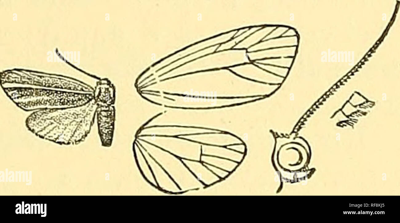 . Catalogue of the Lepidoptera Phalaenae in the British Museum. Moths; Lepidoptera. H^MATOMIS.—HYPOPEEPIA. 515' thorax fascous ; patagia pale crimson with the extremities fuseous; metathorax with yellow patch; abdomen greyish. Fore wing fascous grey, with yellow fascia? on costa, from base through the cell, slightly expanding to termen below apes, along vein 2 from near. Fig. 368.—Hcsmatomis mexicana, (^. i. its base to termen, and on inner margin. Hind wing pale yellow, the costa tinged with fuscous. 2 . Hind wing fuscous, with yellowish fascia from base through the cell to termen. Hab. Akizo Stock Photo