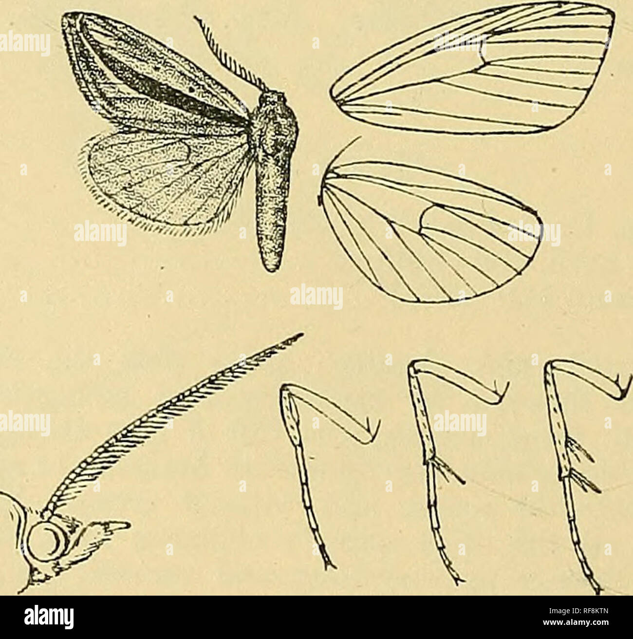 Catalogue Of The Lepidoptera Phala Na In The British Museum Moths 114 Koctuib A Fore Wing With Silvery Wbite Streaks Below Siibcoslal Nerrure And Vein 7 To The Postniediul Line Msidaria B Catalogue Of The Lepidoptera Phala Na In The British Museum Moths 114 Koctuib A Fore Wing With Silvery Wbite Streaks Below Siibcoslal Nerrure And Vein 7 To The Postniediul Line Msidaria B