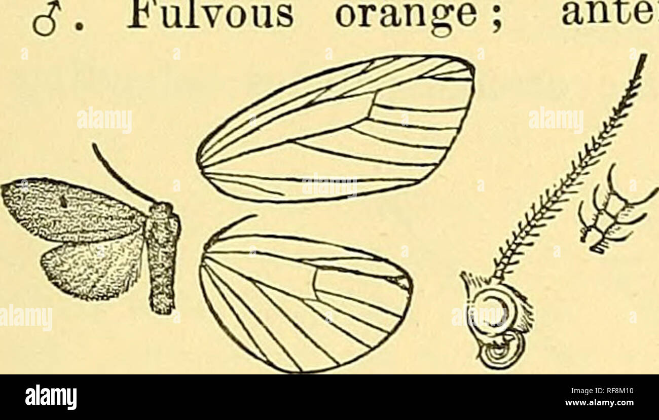 . Catalogue of the Lepidoptera Phalaenae in the British Museum. Moths; Lepidoptera. NEASURA. ZYG^NOSIA. 42:^ Setina hipunctata, Wlk. Journ. Linn. Soc, Zool. iii. p. 185 (1859); Kirby, Cat. Het. p. 361. antennae, fore legs, mid tibige and tarsi, and extremity of hind Fulvous orange. tarsi fuscous. Fore wing with black points at base of cell and on discocellu- lars. Hind wing pale yellow. Underside of fore wing suffused with fuscous except margins. Hah. China, Foochow (Lay), 1 S type ; Burma, Rangoon {Scott), 2 (5 ; Singapore, type f hipunctata in Mus. Oxon. Exp. 18 millim. Fig. 334.—Neasura api Stock Photo