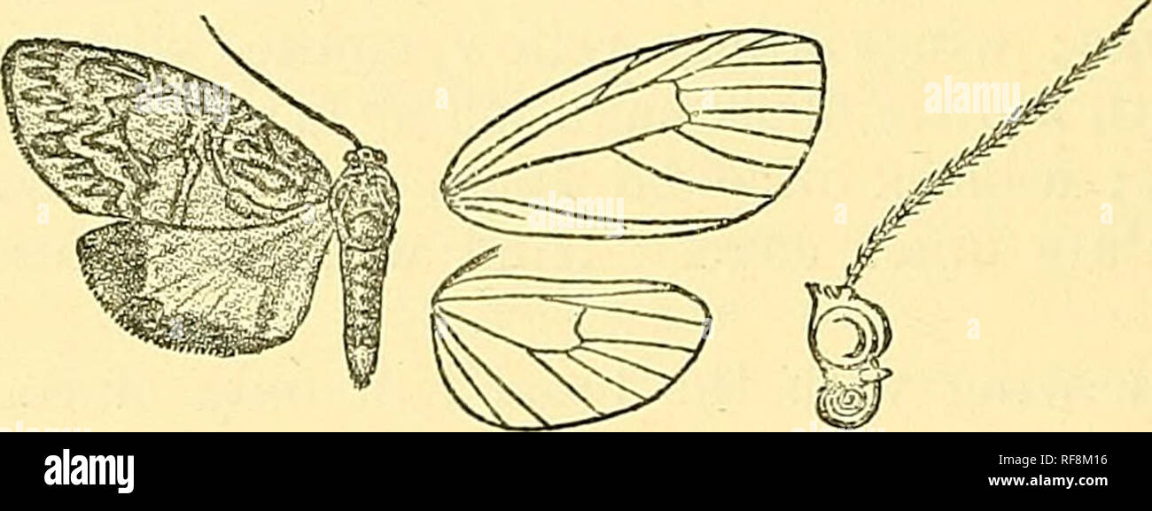 . Catalogue of the Lepidoptera Phalaenae in the British Museum. Moths; Lepidoptera. 422 AECTIAD2E. above angle ; fi from below upper angle ; 7, 8, 9 stalked ; 10 free ; 11 anasto- mosing with 12. Hind wing witb vein 2 from beyond middle of cell; 3 from near angle; 5 from above angle ; 6, 7 coincident; 8 from towards end of cell. *892. Graptasura polygrapha. Cyme folygrapha, Feld. Eeis. Nov. pi. 106. f. 7 (1874); Kirby, Cat. Het. â p. 299. 5 . Orange-yellow ; vertex and back of head, tegulae, shoulders, protborax, and coxse with black spots ; mesothorax with curved lines behind; abdomen with so Stock Photo