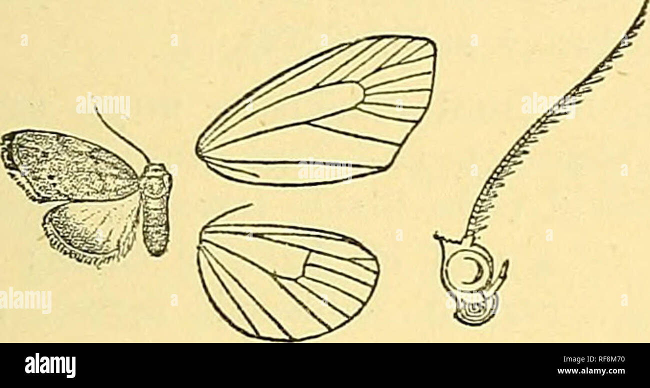 . Catalogue of the Lepidoptera Phalaenae in the British Museum. Moths; Lepidoptera. CLEMEKSIA. 403 then strongly dentate, with black points on the veins and with three fine black streaks beyond it above vein 5 ; a punctiform snbterminal white line bent inwards to costa ; cilia yellowish, dark at apex, middle, and tornus. Hind wing fuscous brown; the underside whitish, with discoidal spot and obscure curved post- medial and subterminal lines. Hah. GrUATEMALA, Las Mercedes {Champion), 1 S type, Godraan- Salvin Coll.; Panama, La Chorrera {Dolhy-T)jlor), 1 S . Exp. 16 millim. 858. Clemensia quinqu Stock Photo