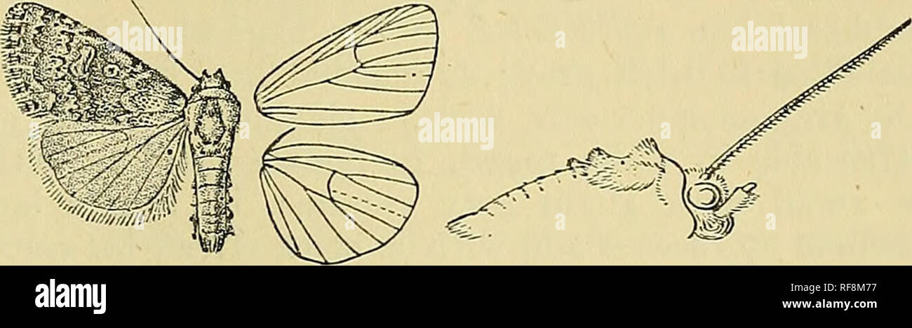. Catalogue of the Lepidoptera Phalænæ in the British museum. Moths. HADJINA, bZi inner side, excurved below vein 7 and at middle ; a terminal series of slight black points. Hind wing silky fuscous grey, the cilia slightly paler with a faint black discoidal spot and traces of post- medial line. Bab. SiKHiM, 1800' {Dudgeon), 1 c5' type. Exp. 26 millim. 4252. Hadjina lutosa. Iladjina lutosa, Staud. Iris, iv. p. 286, pi. 4. f. 1 (1891); id. Cat. Lep. pal. p. 170. Head and thorax ochreous mixed with bright rufous ; tarsi brown ringed with white ; abdomen ochreous tinged with brown. Fore wing reddi Stock Photo
