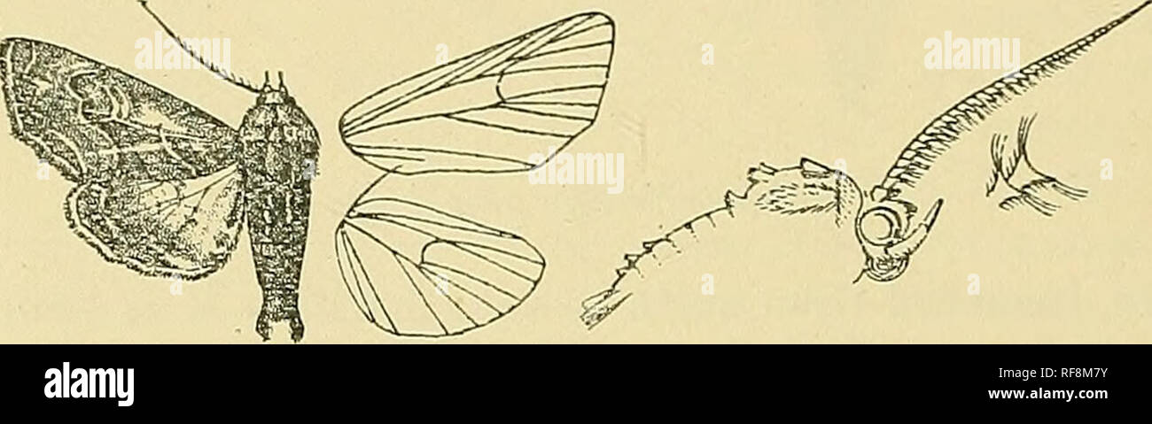 . Catalogue of the Lepidoptera PhalÃ¦nÃ¦ in the British museum. Moths. â M xoctuid-t:. Hah. Javax, Hakodate (Leech), 2^,1 9 , Oiwake (Pnier), 1 J , 1 $ , Fiitai (Leivis), 1 d , Nikko (il/aHfs), 1 d , 2 2 , Yokohama (Jonas, Fryer'), 1^,2$; C. China, Kiukiang {Prali), 1 $ ; W. China, Ta-chien-lu {Pratt), 1 S, 1 2 ; Punjab, Kulu, Sul- lanpur {G. Young), 2 S , 1 ?, Simla, 1 ?, Dharmsala (HocJcinff), 1 2 ; Assam {Badgley), 1 c^ . -^.rp. 36-46 millim. B. Fore wing with the tennen not crcnulate, obtusely angled at vein 3, then oblique to iorniis. 6232, Eutelia rivata. Etddia rivata, Hampsn. Ann. S. A Stock Photo