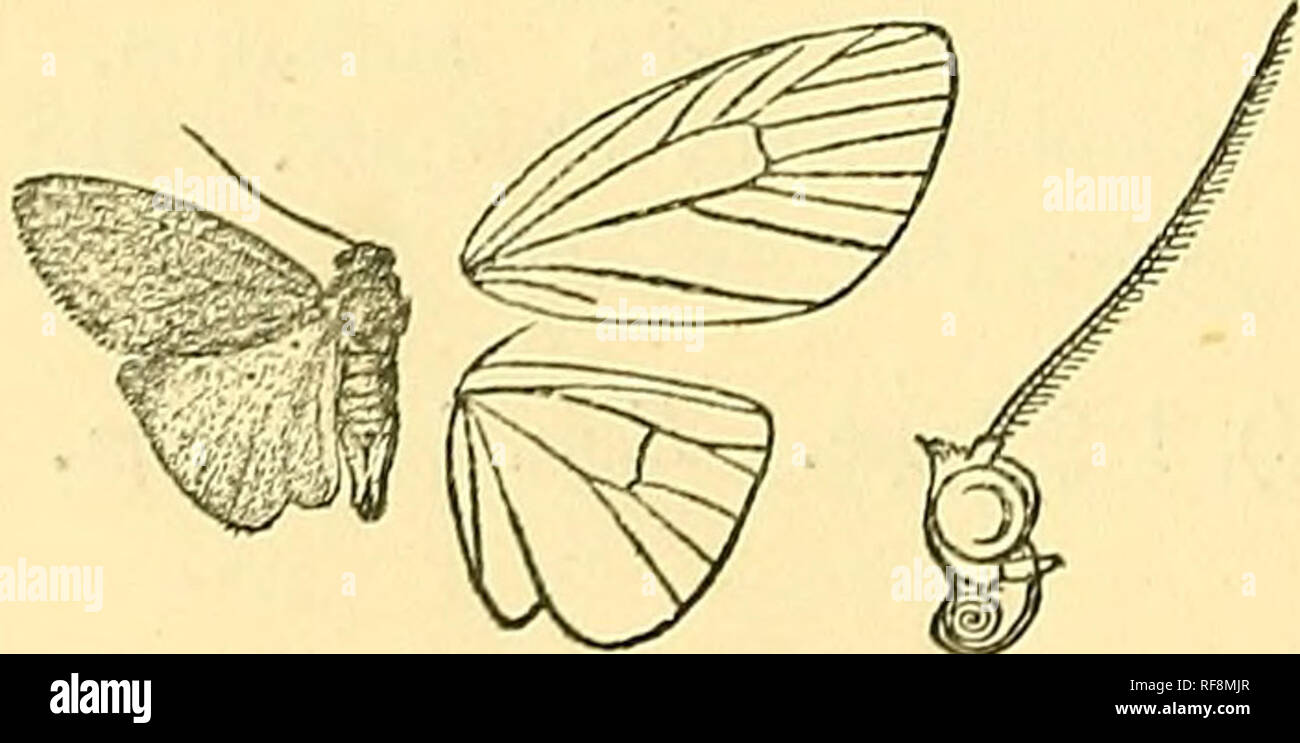 . Catalogue of the Lepidoptera Phalaenae in the British Museum. Moths; Lepidoptera. Fig. 268.—Xantholopha purpurascens, ^. . Eccp. 28 millim. Type t in Coll. Schaus, Ent. Soc. vii. p. 216 (1899). S. ilead, thorax, and fore wing black with a purplish tinge ; palpi ex- cept at tips, tegulae, and throat orange ; abdomen and hind wing black; the base of claspers orange. Hah. Brazil, Castro Paraiia {Jones), 1 S. Genus PREPIELLA, nov. Type, P. hippona. Proboscis fuUy developed; palpi porrect, hardly extending beyond frons or obliquely upturned ; antennae ciliated or jjectinated ; tibia? with the sp Stock Photo
