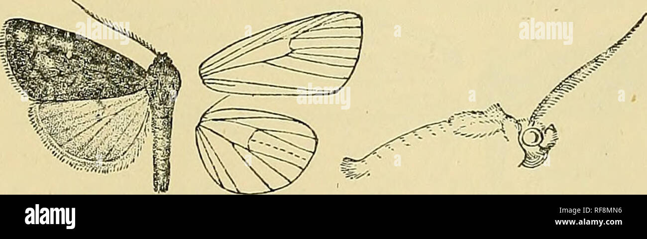 . Catalogue of the Lepidoptera Phalænæ in the British museum. Moths. AlJPniDEIJs'A. AinETIS. 299 pure white; the underside with the costa slightly tinged with ochreous. Ab. 1. jordana. Fore wi'ig with the ante- and postmedial lines strong, black with prominent spots at costa, the reniform almost obsolete.—Palestine. JJab. Armenia, 1 J ; Asia Minoe, Poutus; Palestine, I cS. Exjy. 38 millim. Genus ATHETI3. rr lype. Athetis, Hlibti. Verz. p. 209 (1827) furmda. At.ypha, Hiibn. Verz. p. 213 (1827) pulmonaris. El'uphria, Hiibn. Verz. p. 230 (18'27) movphvKs. Hapalotis, Hiibn. Verz. p. 254 (1827) fur Stock Photo