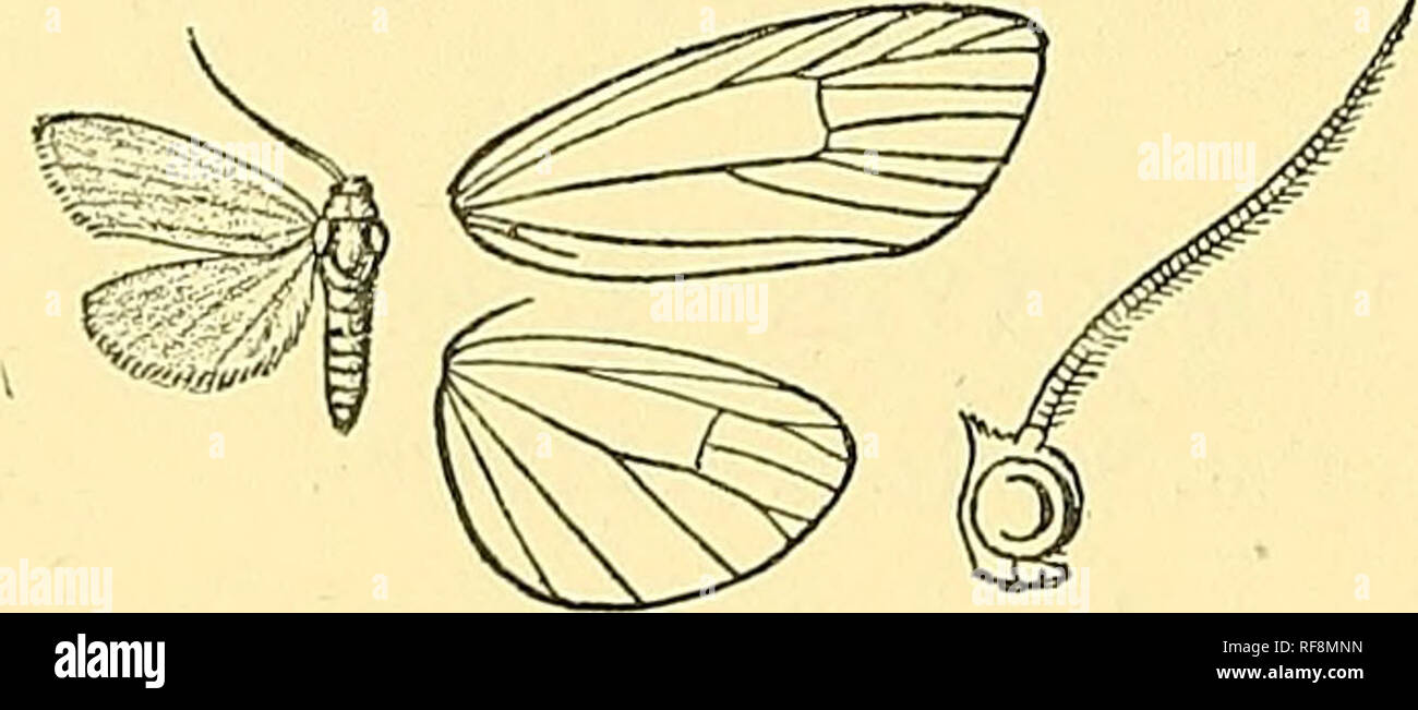 . Catalogue of the Lepidoptera Phalaenae in the British Museum. Moths; Lepidoptera. 348 AKCTIAD^. interspaces of basal half, in end of cell, and in interspaces of terminal area. Hind wing pale brown. Hah. Brazil, iSao Paulo, 1 $ type t in Coll. Schaus. Exp. 28 millim. 732. Thyone tincta, n. sp. (Plate XXVIII. fig. 5.) $. White; frons, legs, and abdomen tinged with fuscous; antennae ringed with black. Fore wing with the costa black towards base ; the inner area and underside tinged with fuscous. Hah. Bolivia, Chaeo {Garlejjp), 1 $ type. Exp. 26 millim. 733. Thyone melanocera. (Plate XXVIII. fig Stock Photo