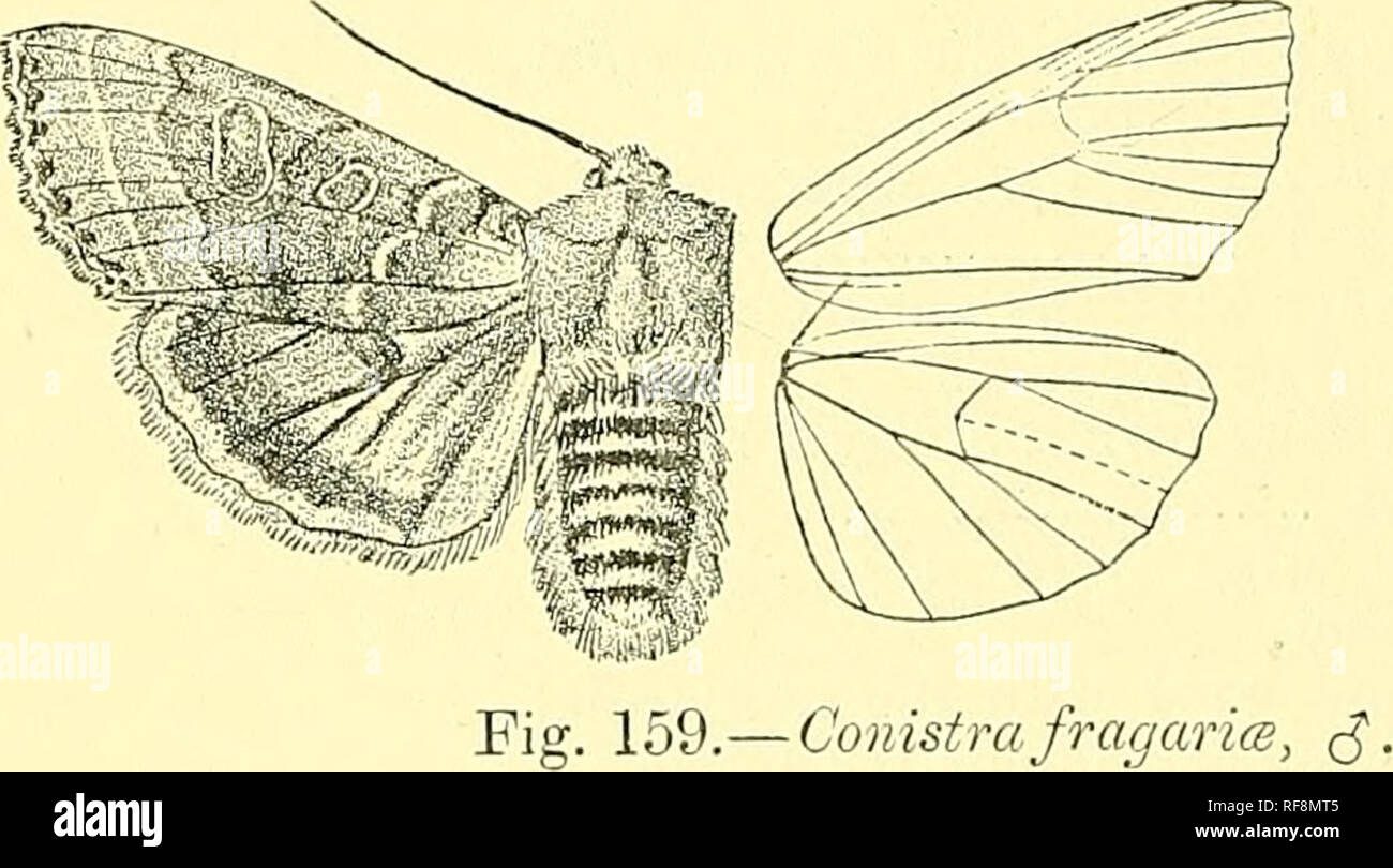 Catalogue Of The Lepidoptera Phalaenae In The British Museum Moths Lepidoptera 448 Xocttjidie 2654 Conistra Fragarise Bombyxjracjaricb Esp Schmett Iii Pi 86 F 3 17 Amp Suppl 3 P 40 Staucl