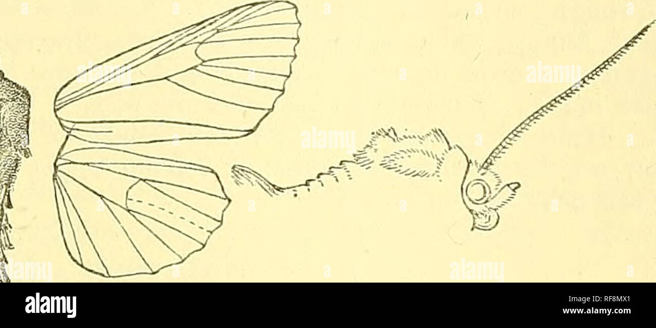 Chuta Insect . Catalogue of the Lepidoptera Phalaenae in the British Museum. Moths ...