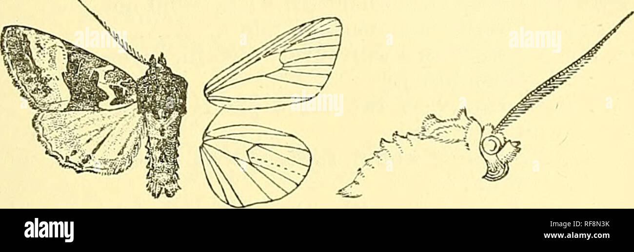 . Catalogue of the Lepidoptera Phalaenae in the British Museum. Moths; Lepidoptera. EUPLBXIA. 221 2998. Euplexia pectinata. Euplexia pectinata, &quot;Warr. P. Z. S. 1888, p. 308; Hinpsn. 111. Het. B. M. viii. p. 14, pi. 143. f. 4 ; id. Moths Ind. ii. p. 222. Head and thorax fuscous black mixed with a few white scales, the metathoracic crest tipped with white ; antennae with the basal joint white, the shaft ringed with white; tarsi ringed with white ; abdomen fuscous mixed with white, the crests tipped with white. Fore wing fuscous black, the basal area with some rufous in and below cell; subba Stock Photo