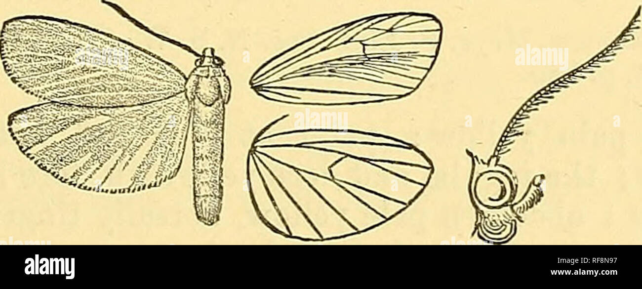 . Catalogue of the Lepidoptera Phalaenae in the British Museum. Moths; Lepidoptera. Fig. 146.âApistosia Judas, J. {â 5 . Abdomen with paired orange sublateral spots on last segment. Hah. Guatemala,! S ; Honduras, 1 $; ^iCA.-RkGU&amp;.{Belt), 1 $ ; Panama (Chamjnon), 1 5 , Godman-Salvin Coll. Exp., d 46, 2 56 millim. Sect. II. Antennae of male with bristles and cilia. A. Fore wing of male shorter than hind wing ; a fringe of long hair in lower part of cell. *468. Apistosia phseoleuca. Apistosia pkceoleuca, Dognin, Ann. Soc. Ent. Beige, xliii. p. 132 (1899).. Fig. U7.^Apistosia pk&lt;eoleuca, cJ Stock Photo