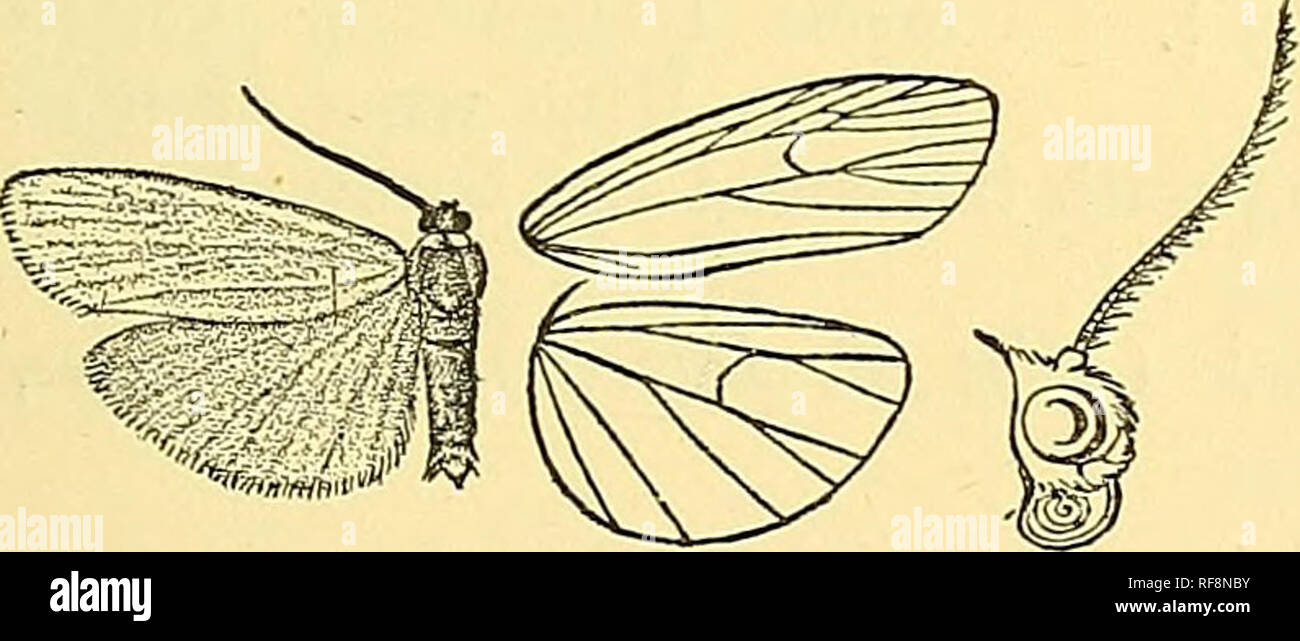. Catalogue of the Lepidoptera Phalaenae in the British Museum. Moths; Lepidoptera. Fig. 133.—Metareva mnescens, 5 . . subterminal patch between veins 3 and 5. Hind wing fuscous, with a large diffused whitish patch below the cell. Hah. Bolivia, Chaco {Oarhpp), 1 5 type. Exi:). 40 millim. Genus LAMPEOSIA, nov. Type, L. ehorella. Proboscis fully developed ; palpi upturned, closely approximated to and reaching middle of frons, which is rounded and rather roughly scaled ; antennie of male with cilia and bristles; tibise with the spurs rather short; abdomen clothed with rough hair. Fore wing long  Stock Photo