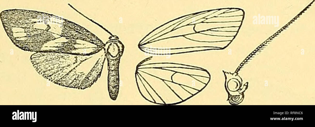 . Catalogue of the Lepidoptera Phalaenae in the British Museum. Moths; Lepidoptera. METARETA. rASTEOSIA. 117 cell nearer the base, which again is conjoined to an elongate spot on inner area; a somewhat triangular spot beyond the cell, and a. Fig. 133.—Metareva mnescens, 5 . . subterminal patch between veins 3 and 5. Hind wing fuscous, with a large diffused whitish patch below the cell. Hah. Bolivia, Chaco {Oarhpp), 1 5 type. Exi:). 40 millim. Genus LAMPEOSIA, nov. Type, L. ehorella. Proboscis fully developed ; palpi upturned, closely approximated to and reaching middle of frons, which is roun Stock Photo