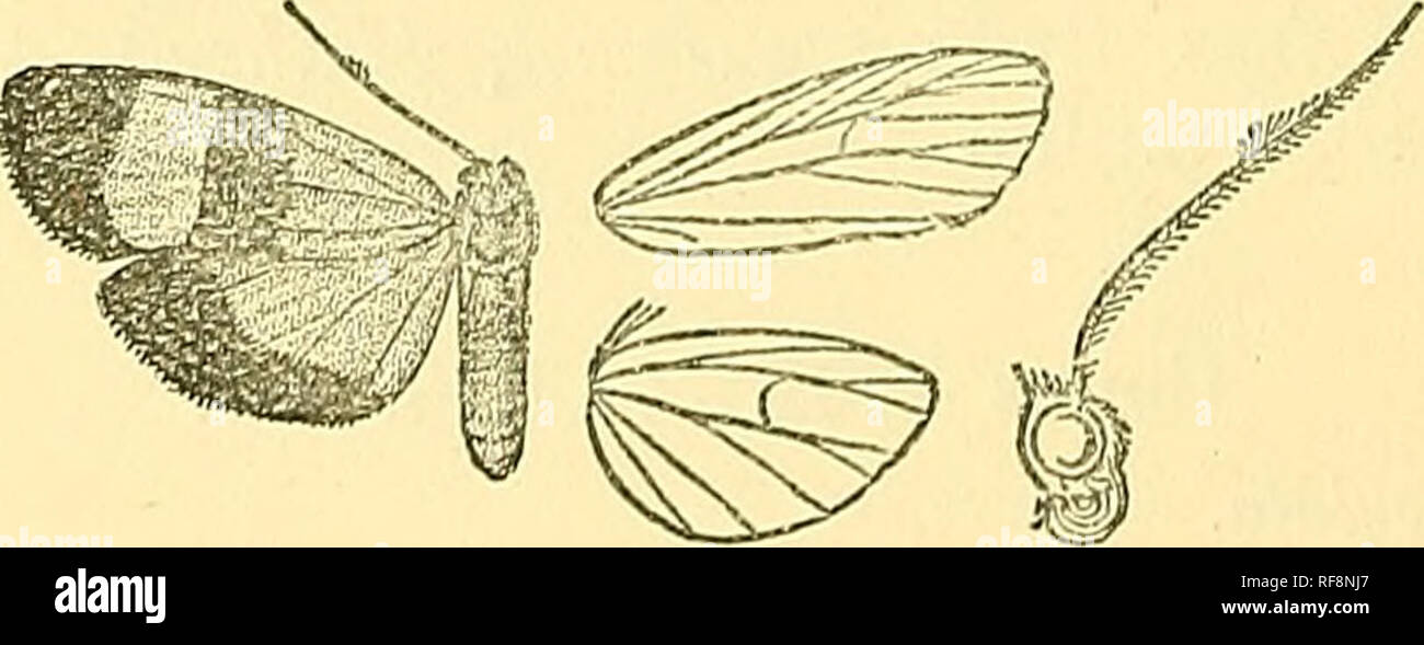 . Catalogue of the Lepidoptera Phalaenae in the British Museum. Moths; Lepidoptera. Fig. 99.—Monotaxis trimaculata, 5. . the dorsal surface dull blue-black except at extremity. Fore wing blue-black, with a large subbasal wedge-shaped orange spot in and below cell; an elliptical spot in end of cell, and a somewhat quadrate elongate spot on apical part of costa ; cilia yellow towards tornus. Hind wing orange-yellow. Hah. Borneo, Kina Balu {'WaUrstradt 1 ? type. Ex'p. 40 millim. Genus ISOEEOPUS. Isorropus, Butl. A. M. N. H. (5) v. p. 342 (1880) Type. tricolor .^ Proboscis fully developed; palpi Stock Photo