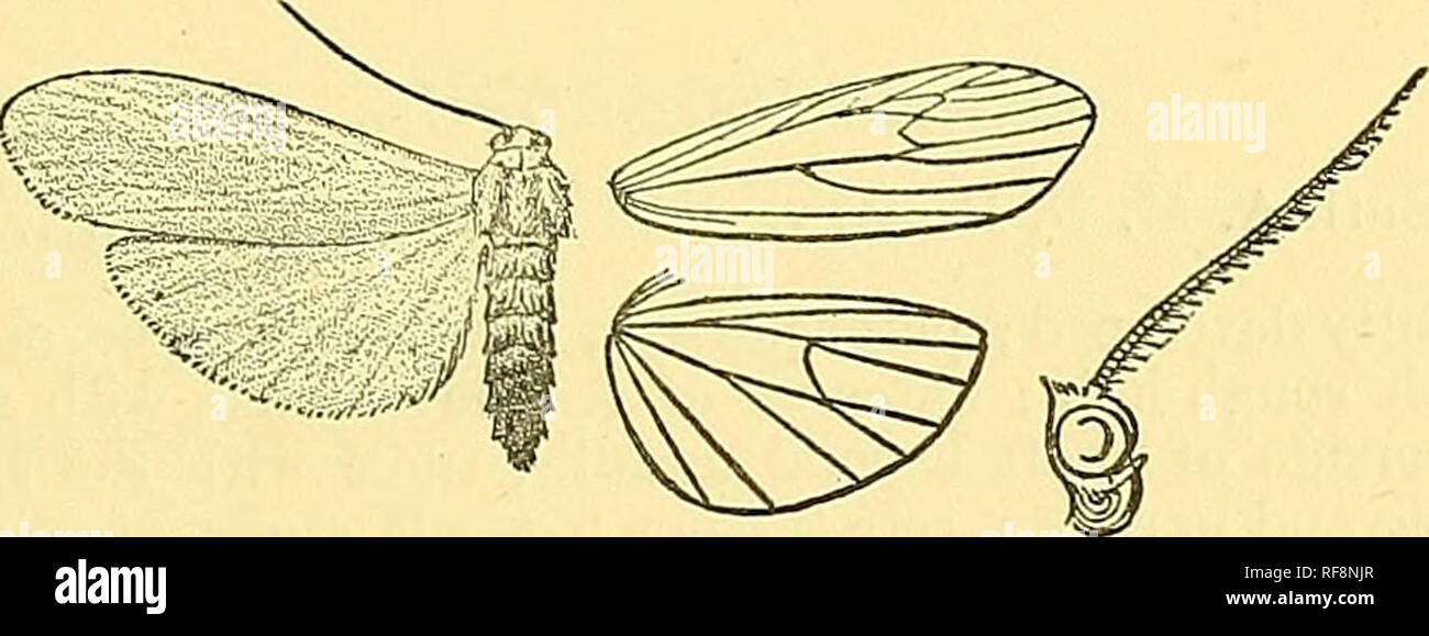. Catalogue of the Lepidoptera Phalaenae in the British Museum. Moths; Lepidoptera. CALAMIDIA. MONOTAXIS. 181 Genus CALAMIDIA. Type. Calamidia, Butl. Trans. Ent. Soc. 1877, p. 358 hirfa. Proboscis fully developed; palpi upturned, of male with the 2nd joint long and slender, the 3rd joint longer than the 2nd, subclavate and bent forward, of female not reaching vertex of head; antennae of female with bristles and cilia ; tibi« with the spurs moderate; abdomen clothed with rough hair. Fore wing- long and narrow, the costa arched, the apes rounded; vein 2 from middle of cell, curved at base; 3 fro Stock Photo