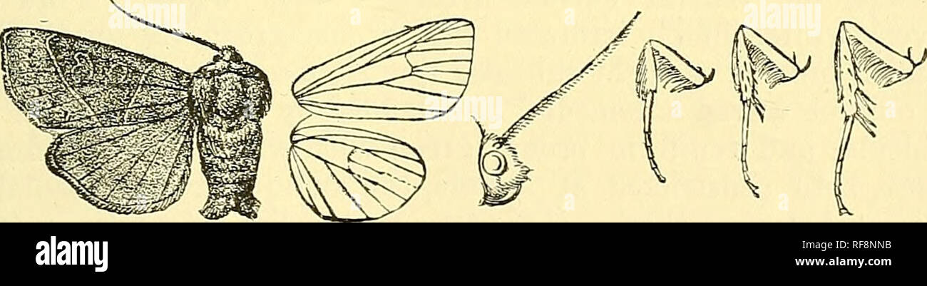 . Catalogue of the Lepidoptera Phalaenae in the British Museum. Moths; Lepidoptera. MYTHIMKA. 609 series of black points or crenulate line. Hind wing pale, tinged with pinkish or fuscous ; the cilia ochreous or rufous : the underside with discoidal point and slightly curved postmedial line. Hah. Caistada, Br. Columbia, Vancouver I., 1 $ type ; U.S.A., Texas {Belfrage), 1 5 type tcedata, Washington Terr., Colorado, 1 c? type decepta, California {Walsingliam), 1 S- Exp. 44-46 millim, 10-57. Mythimna acetosellse. Noctua acetosellm, Schiff. Wien. Verz. p.' 84 (1776) ; Hiibn. Samml. Eur. Schmett.,  Stock Photo