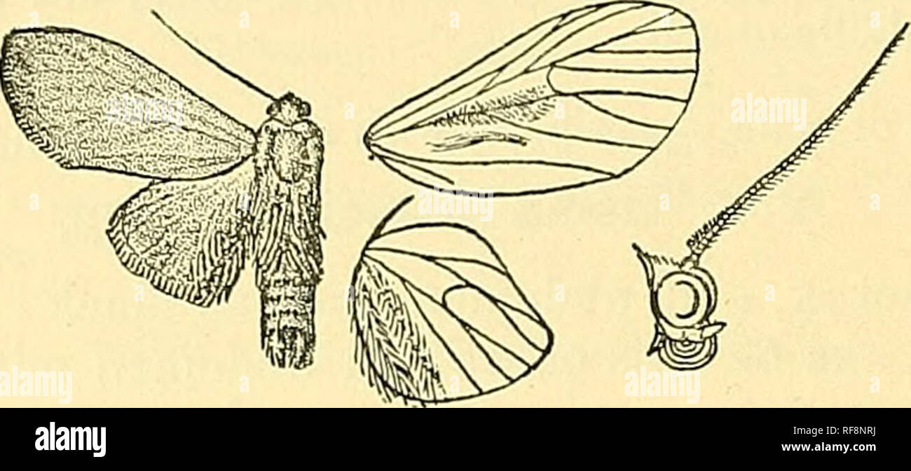 . Catalogue of the Lepidoptera Phalaenae in the British Museum. Moths; Lepidoptera. 132 AECTIAD^. c?. Head and thorax brownish orange; frons, palpi, antennse^ fore legs, and mid and hind tihise and tarsi blackish; abdomen. Fig. 80.âIhma fascimlisa, S â - orange. Fore wing brownish orange. Hind wing pale yellow, with the fringes of hair on inner area orange. Fore wing with veins 3, 4 shortly stalked ; 6 from upper angle;. 7, 8, 9 stalked ; 10 free ; 11 anastomosing with 12. Hah. BoENEo, Sarawak (Wallace), 1 S, type t in Mus. Oxon, Exp. 34 millim. B. Fore wing of male with a fold in cell, and t Stock Photo