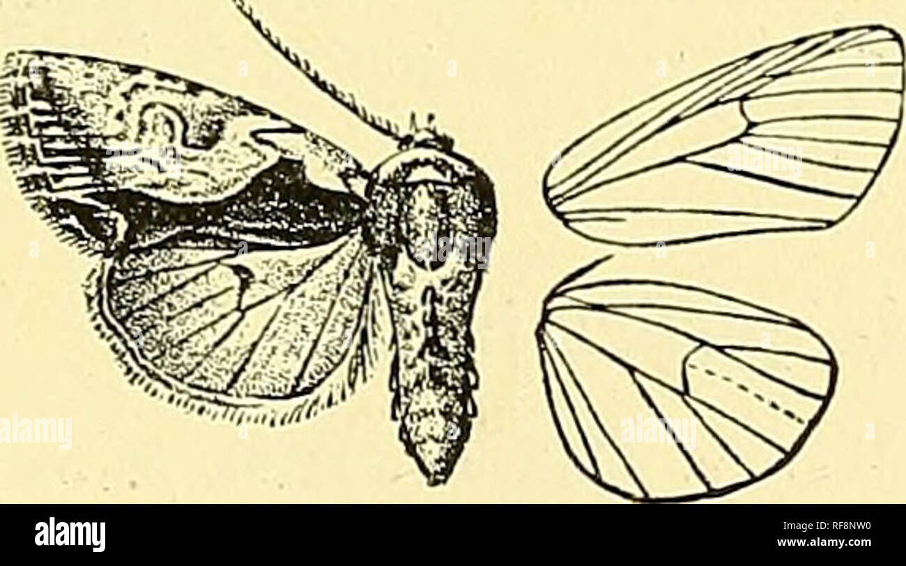 . Catalogue of the Lepidoptera Phalaenae in the British Museum. Moths; Lepidoptera. LOPHOTEEGES.—CAILTEEGES. 93 through them; the underside whitish irrorated with pale and dark brown, a black diseoidal lunule and postmedial series of short streaks on the veins. Hah. Tibet, Kuku-noor, type t cJ , $ in Coll. Piingeler. Exp. 36- 40 millim. Genus CALLIEHaES. t, iype. CalUerges, Hiibii. Verz. p. 244 (1827) rmnosa. jLeYAocaMjpa, Guen. Noct. ii. p. 108 (1852) ramosa. Proboscis fully developecT ; palpi upturned, the 2nd joint fringed with long hair in front, the 3rd porrect; Irons smooth, with ridges  Stock Photo