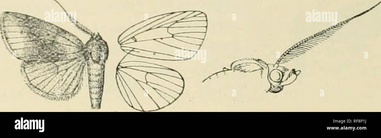 . Catalogue of Lepidoptera Phalaenae in the British Museum. Supplement. Moths. i84 NO('Trii)-&gt;:. and tho jiostraedial area suffused with fuscous ; indistinct curved dark subbasal and aniemedial lines; a faint dark discoidal aanulus and incurved line from lower angle of cell to inner margin ; post- medial line indistinct, dark, excurved below costa, incurved at discal fold and below vein 4; a punctiform blackish subterminal. Fig. 229.— Gelaslocera c.vu»fa, (^. . line, excurved below vein 7 and at middle; cilia purple-red. Ilind wing whitish suffused with fuscous brown, the termen and cilia  Stock Photo