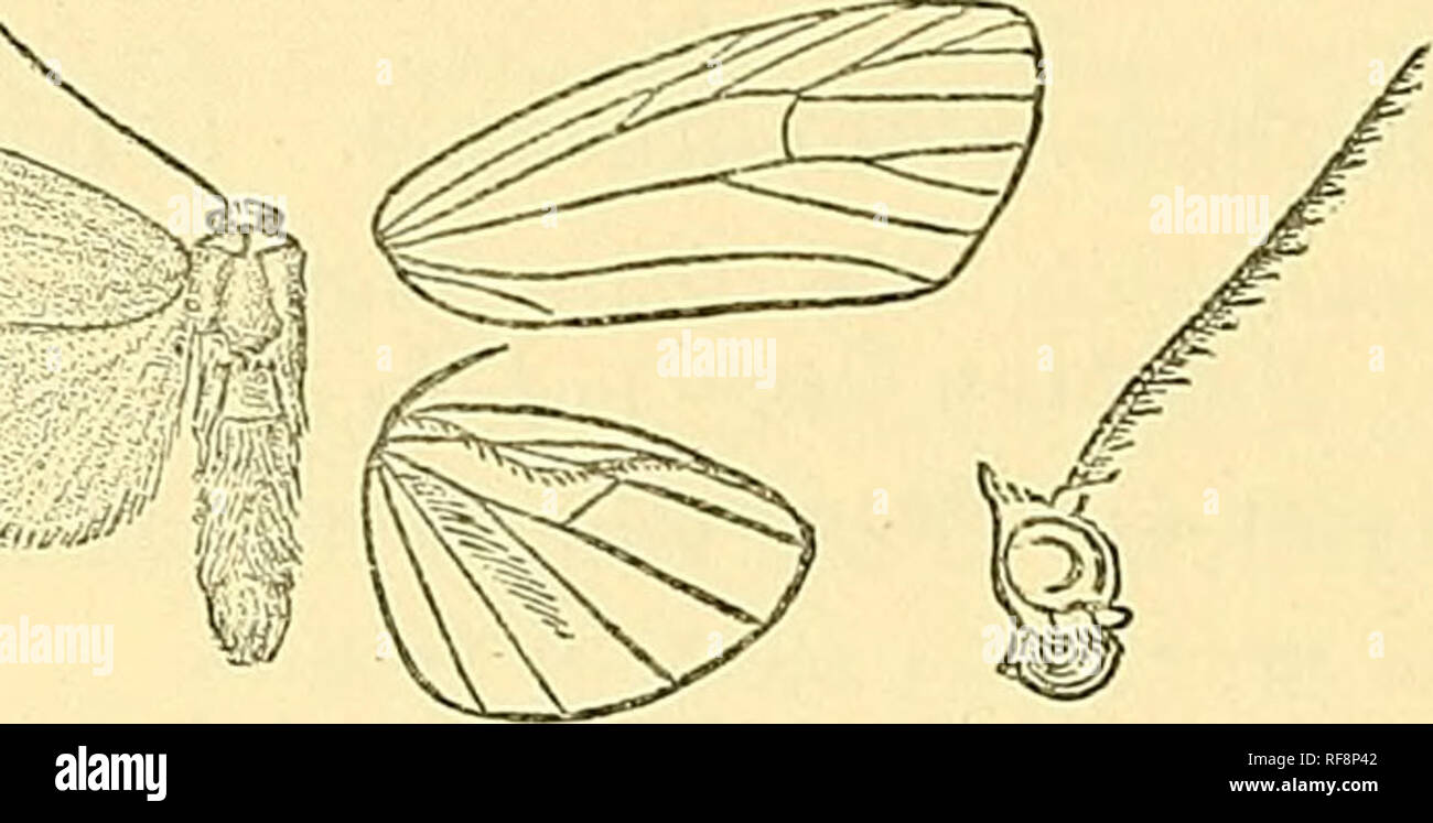 . Catalogue of the Lepidoptera Phalaenae in the British Museum. Moths; Lepidoptera. 114 ABCTIAD^. Hab. BoKNEO, Sarawak {Wallace), 1 J, 1 5; Java {Horsfield), 1 5 type; Sangik (Loherti/), 2 d , 1 ? ; Bali {Doherty), 16 , 1 $ •. Fig. 54.—Nishada sambara, 6. . E.vj}., 6 36, $ 44 millim. Type t intacta in Mus. Oxon.; type t chrt/seola iu Coll. Snellen. *215. Nishada xantholoma, Lithosia xantholoma, Snell. Tijd. v. Ent. xxii. p. 84, pi. 7. f. 6 (1879); Kirby, Cat. Het. p. 332. 2 . Black-brown; head, tegulte, base of patagia, the greater part of legs, and ventral surface of abdomen orange. Pore win Stock Photo