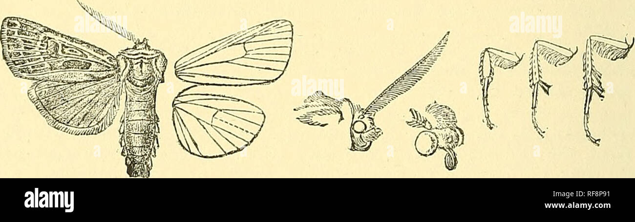 . Catalogue of the Lepidoptera Phalaenae in the British Museum. Moths; Lepidoptera. 154 JfOCTTJID.T:. C Fore wing with the orbicular round. a. Fore wing with the veins not streaked with white. a}. Fore wing with the costal area and disk suffused with riifons. rr. Hind wing white boetica. b. Hind wing suffused with brown on terminal area . piet-reti. b^. Fore wing with the costal area and disk whitish ... iansarotensis. b. Fore wing with the Teins streaked with white trificla. 269. Euxoa obesa. Agrotis obesa, Boisd. Ind. Meth. p. 112 (1829); id. Icon. Le)3. Eur. pi. 7.5. ff. 1, 2; Dup. Lep. Fr Stock Photo