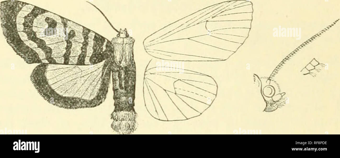 . Catalogue of Lepidoptera Phalaenae in the British Museum. Moths. 494 NOCTUIDJi:. Genus DAPH-ENURA. Type. Baphmmra, Butl. A. M. N. H. (5) ii. p. 457 (1878) fasciata. Proboscis fully developed ; palpi porrect, extending to well beyond frons, the 2nd joint clothed with long hair, the 3rd moderate ; Irons smooth ; eyes large, round ; antennas of male minutely serrate and fascu'ulate ; thorax clothed with long rough hair only and without crests ; tibia clothed with rough hair ; abdoaien clothed with rough hair and without crests, the male with tufts of long hair from the basal stigmata, the clasp Stock Photo