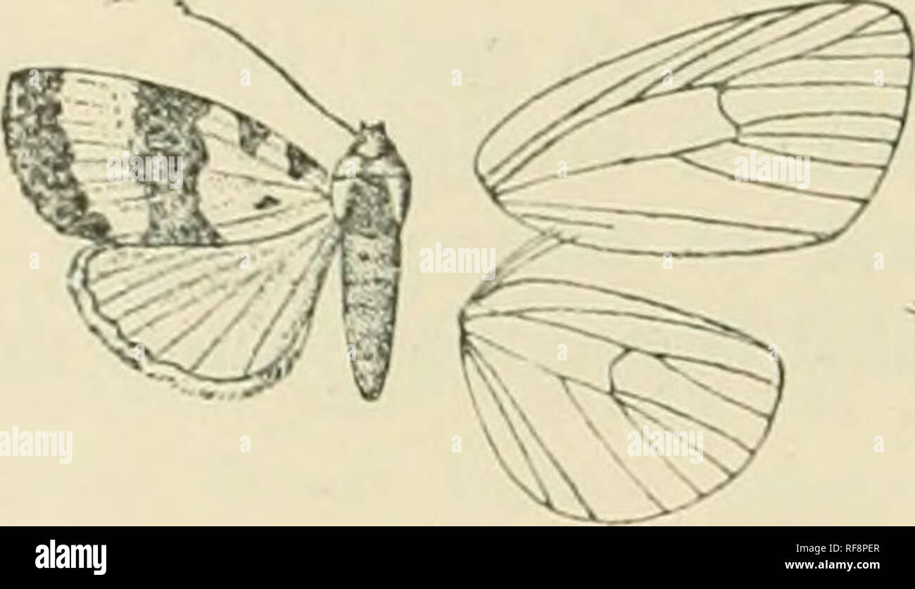 . Catalogue of Lepidoptera Phalaenae in the British Museum. Supplement. Moths. 482 noctuid.t:. laminate (111(1 filniost simple; tliorax dollied almost entirely with scales and witlnml ei-csts ; tibi.-e siuootlily sealed; abdomen without crests. Fore wing with the apex rounded, the termen evenly curved and not erennlate; veins 3 and 5 Ironi near anf,de of cell; G from upper angle; 7, 8, 9 stalked; 10, 11 frotn cell. Hind wing with veins 3, 4 from aniile of cell; 6 fully developed from angle of cell; G, 7 shortly stalked ; 8 anastomosing with the cell near base only. *6S32. Leucophanera argyrozo Stock Photo