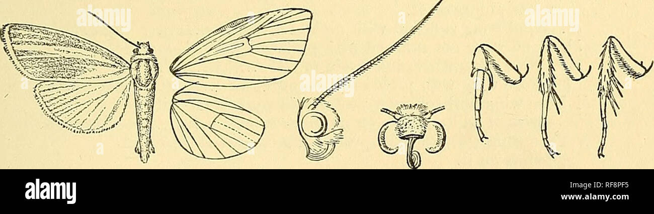 . Catalogue of the Lepidoptera Phalaenae in the British Museum. Moths; Lepidoptera. 103 Larva. Meyr. Brit. Lep. p. 109; Barrett, Lep. Brit. vi. p. 166. Green; dorsal and spiracular lines yellow, black-edged; sub- dorsal line freckled with black ; head green. Food-plant, Artemisia, July. Genus TIMOHA. Type. Ziwiora, Wlk. ix. 132 (18.56) senegalensis. Sophaga, Moore, P. Z S. 1881, p. 362 sinuata. BoriJca, Moore, P. Z. S. 1881, p. 363 sangidnolenta. Masalia, Moore, P. Z. S. 1881, p. 364 radiata. Pradatta, Moore, P. Z. S. 1881, p. 364 ..'. beatrix. Curubasa, Moore, P. Z. S. 1881, p. 366 lanceolata Stock Photo