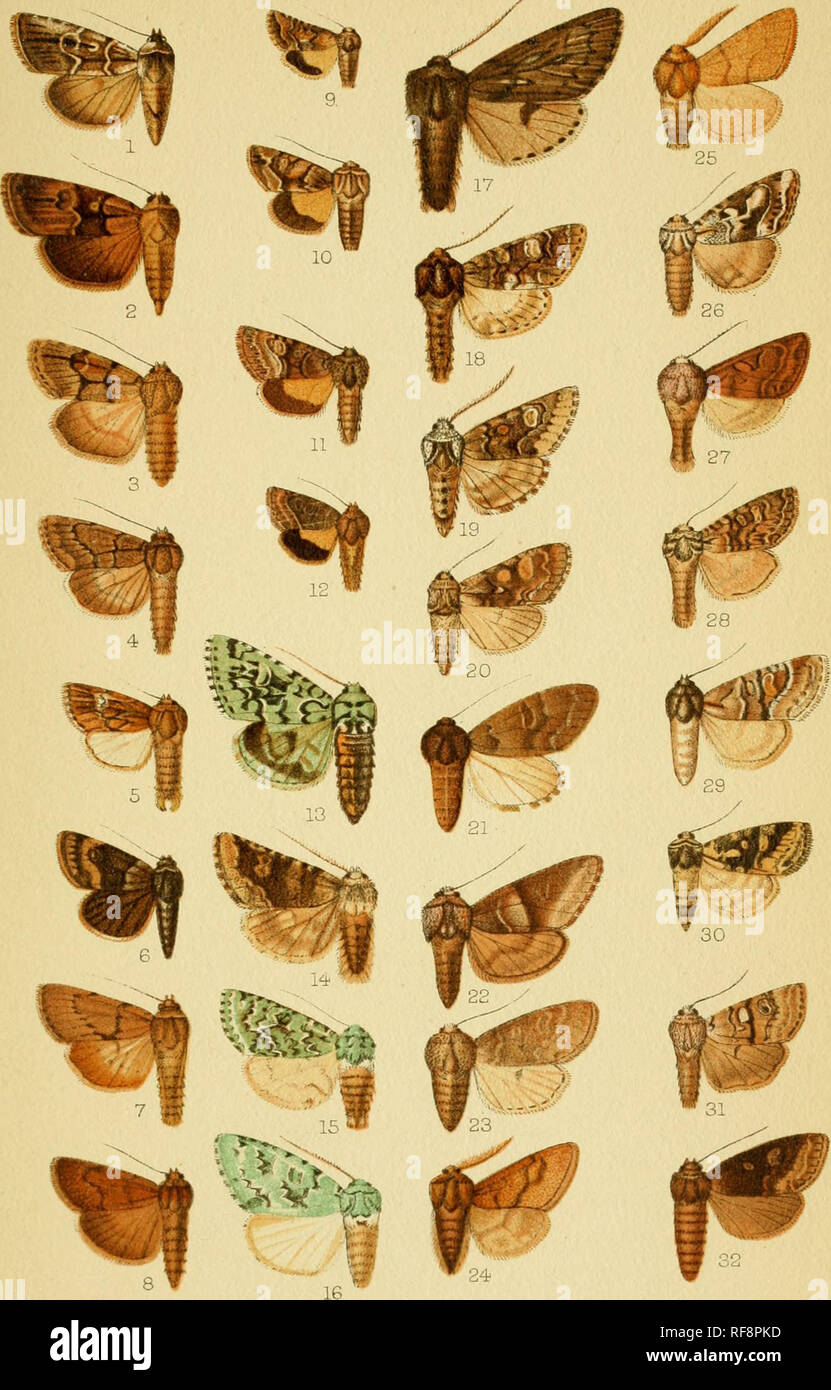. Catalogue of the Lepidoptera Phalænæ in the British museum. Moths. LEP.B.M.VOL.VI. Pl.CI,. Horace Knight del.etlith. West, Nev-^aii cliromo.. Please note that these images are extracted from scanned page images that may have been digitally enhanced for readability - coloration and appearance of these illustrations may not perfectly resemble the original work.. British Museum (Natural History). Dept. of Zoology; Hampson, George Francis, Sir, 10th bart. , 1860-1936. London : Printed by Order of the Trustees Stock Photo