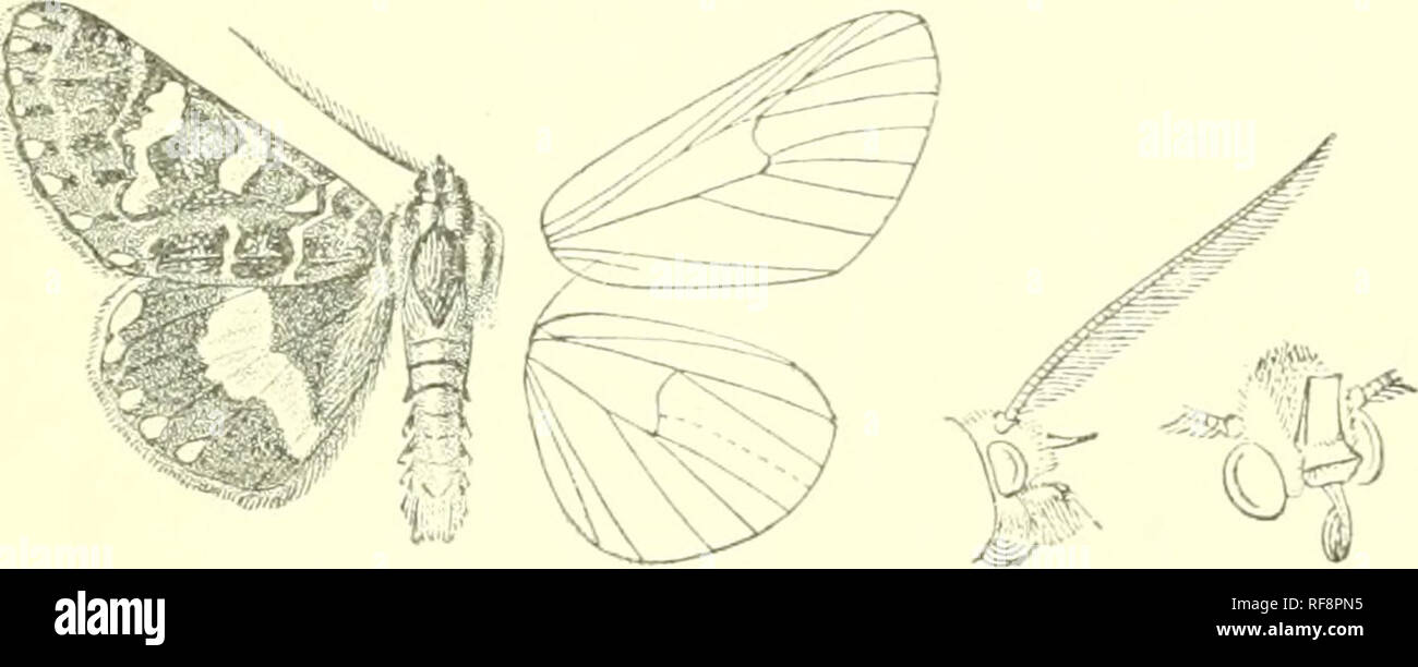 . Catalogue of Lepidoptera Phalaenae in the British Museum. Moths. 449 Genus APINA. Type. Aplna, Wlk. iii. 750 (1855) callisto. Amazela, Boisd. Eev. Zool. (3) ii. p. 60 (1874) callisto. Proboscis fully developed ; palpi porrect, short, fringed witii long hair ; frons with long flattened corneous process aTid quadrate corneous plate below it; eyes small, reniforni ; antenna; of male bipectinate with rather long branches to apex; thorix clothed with hair only and without crests; tibia; moderately fringed with hair; abdomen smoothly scaled and without crests. Fore wing with the apex rounded, the  Stock Photo