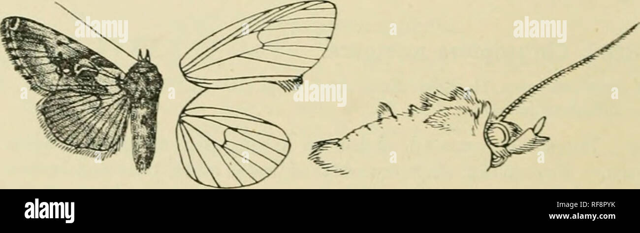 . Catalogue of Lepidoptera Phalaenae in the British Museum. Moths. 44G NOCTriD.F.. faint dark postincdial line with whiter shade beyond it; a whitish line at l)ase of cilia ; the underside whiter irrorated with brown, the postniedial line more distinct and mther diffused. Uab. U.S.A., Colorado {CockereU), 1 d&quot;. E.q^. 40 millini. Genus EOSPHOROPTERYX. Tvpe. Eosphoropteryx, Djar, Journ. X.Y. Ent. Soc. x. p. 80 (1902)... thyati/roidcs. Proboscis fully developed ; palpi upturned, tlie 2nd joint reac-hinjr to well .above vertex of bead and broadly fringetl wiih scales in front, the 3rd long ;  Stock Photo
