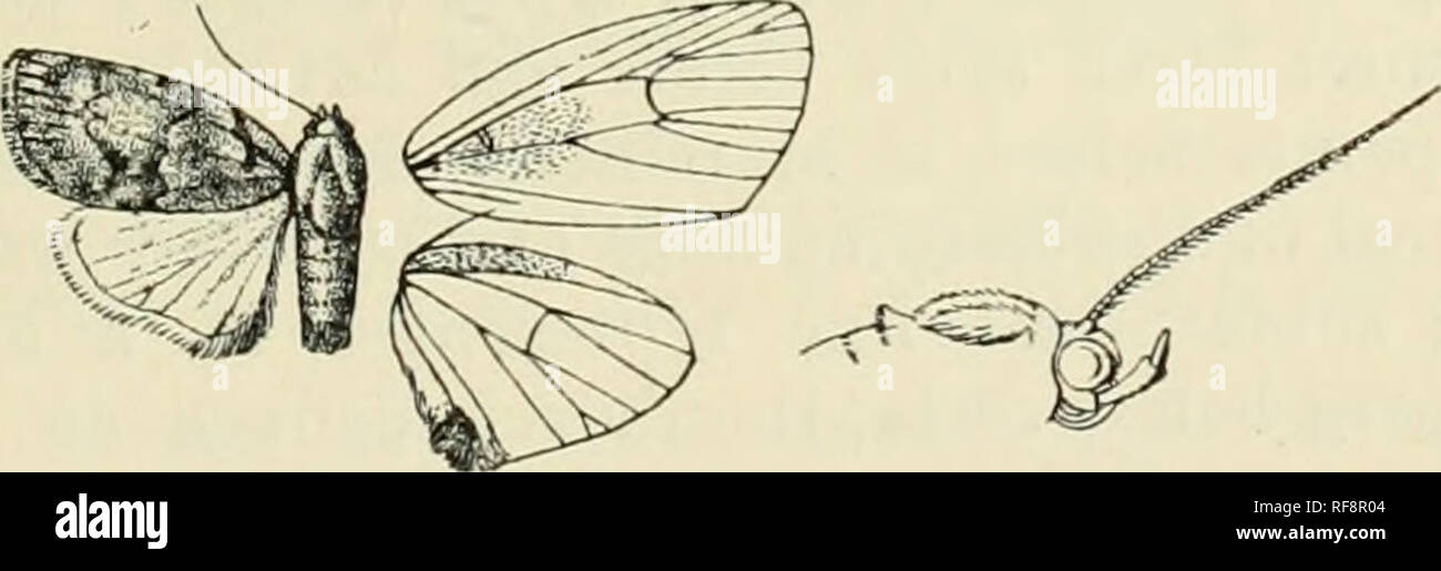 . Catalogue of Lepidoptera Phalaenae in the British Museum. Supplement. Moths. rARDASEJTA. 245 Genus PARDA.SENA. Type. Pardascna, Wlk. xxxv. 1730 (1866) rceselioidcs. Proboscis i'uUj developed ; palpi u])turned, the 2iid joint reaeliing to vertex of head and slenderly scaled, tlie 3rd long ; Irons smooth ; eyes large, round ; antenniB ot male ciliated ; thorax clothed almost entirely with scales and with- out crests ; tibire sliglitly fringed with hair; abdomen with dorsal crest at base only. Fore wing witli tlie apex rounded, the termen evenly curved and not crenulate ; veins 3 and 5 from rea Stock Photo