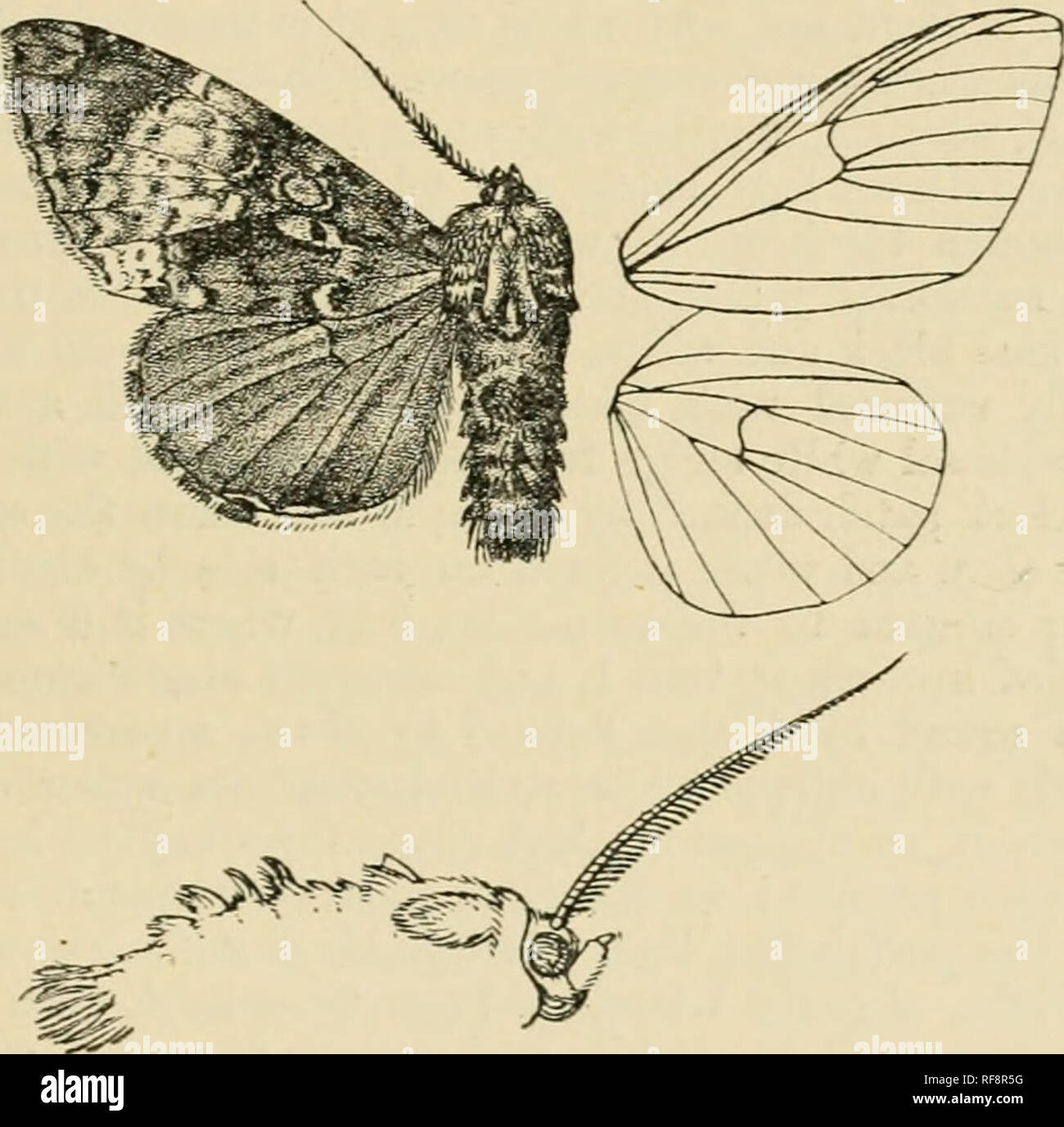. Catalogue of Lepidoptera Phalaenae in the British Museum. Moths. TRISULOIBES. 343 Hah. W. Chixa, Chang-yang {Pratt), 1 5; Puxjab, Simla {Harford),! d, I $ , Dhannsala (/foe^/z/y), 1 d, 2 5 ; Sikhim {Lidderilale), 1 $ tyi^e ; Assam, Shillong, 1 $. i&quot;.*-/;. 58-70 millim. Trisidoidcs Hmpsii. pi. 4. 81.51. crertdea, Butl Moths IikI. ii Trisuloides ccerulea. 111. Ket. BM. yii. p. 35, pi. 128. f. 3 (1889) ; . p. 437 ; Seitz, Gross-Scluiiett. ludo-Austr. xi. Head and tliorax chocolate-brown with some white scales; tai-si slightly ringed with white ; abdomen dark gi'eAash brown, the crests and  Stock Photo