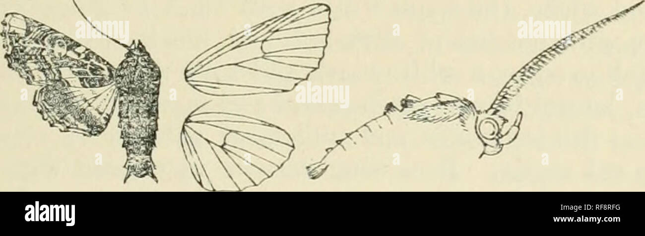 . Catalogue of Lepidoptera Phalaenae in the British Museum. Supplement. Moths. EUTKTJA. 4/ &lt;-5. Fore wing witli the reniforni filled in with red-brown. «^. Fore wing with antemedial line angled outwards below costa, then oblique niyridentula. h^. Fore wing with theanteniediallineexcurved from costa to median nervure, then incurved morosa. h^. Fore wing with the costal area ochreous ochricoduta. 6250. Eutelia adulatrix. Fociua adulatrix, Hiibn. Eur. Schmett., ]S&quot;oct. AT. 517, 649,650 (1808); Dup. L6p. Fr. vi. p. 352, pi. fJ4. f. (5 &amp; vii. pi. 120. ff. 3, 4; Frr. Neue Beitr. pi. 195; Stock Photo